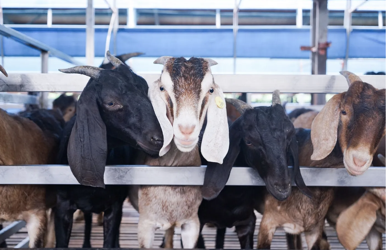 「牧後推手」養羊實錄：那些只會偷吃的可愛失責員工們！